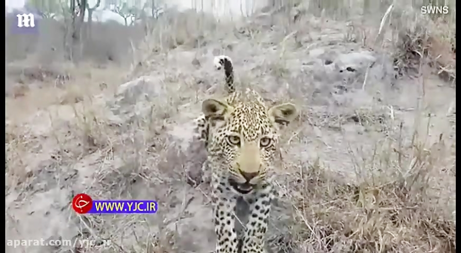 وحشت عکاس حیات&zwnj;وحش از روی...