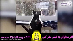 دانلود کلیپ طنز و خنده دار حیو...