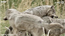 دفاع در برابر خرس