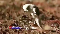 شگرد دیدنی میمون برای فرار از...