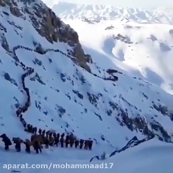 کولبران کورد