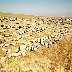 چوپانی چقدر گوسفند