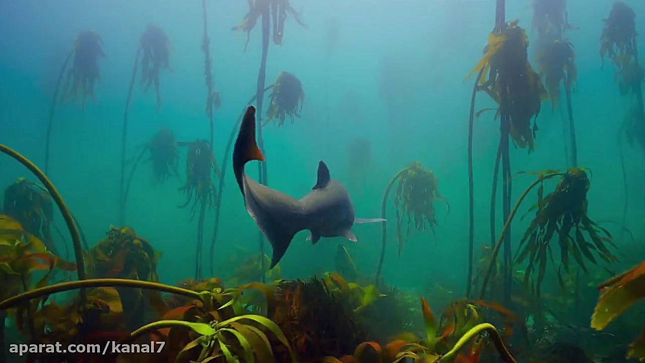 مستند اقیانوس سیاره آبی ما Oceans Our Blue Planet 2018 - مستند حیات وحش زمان2512ثانیه