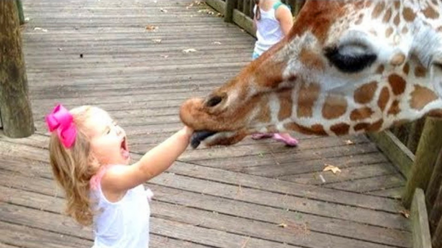 کارهای بامزه و خنده دار حیوانا...