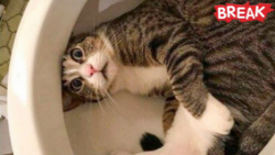 بهترین کلیپ های خنده دار حیوان...