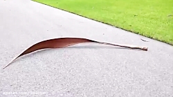 دیانا و روما قسمت 12 -زخمی شدن...