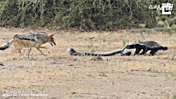 جنگ مار پیتون و گورکن و شغال ه...