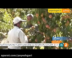 طرحی برای حیات اراضی کشاورزی استان کردستان