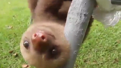 دردسرهای خوشگلی (بمب خنده)