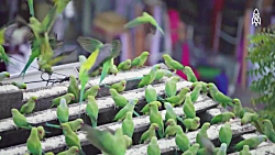 زندگی روزانه مرد عاشق طوطی ها...