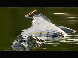 جنگ پلنگ و کروکودیل تمساح