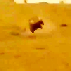 ماشین دیوانه بازی