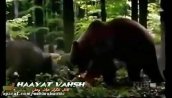 درگیری و جدال وحشیانه گرگ ها ب...