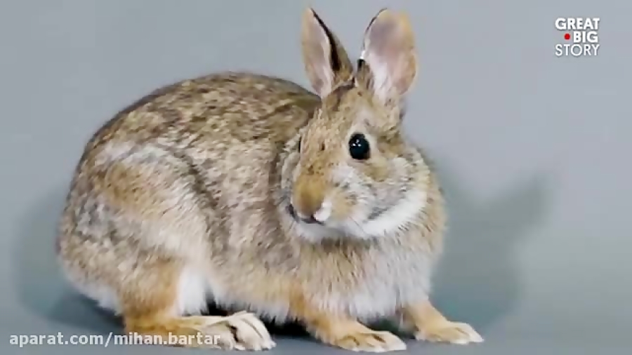 خرگوش دم پنبه ای زمان57ثانیه