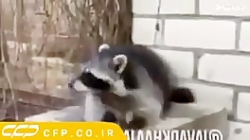 صدا گزاری  جواد خواجوی در مورد...