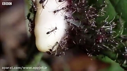 کلیپ جالب از حیات وحش "مورچه ه...