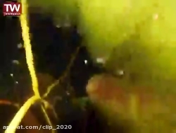 حیات وحش ( شکار مار پیتون )