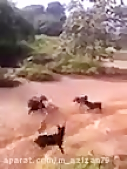 جنگ پنج به یک سگ و مار کبرا