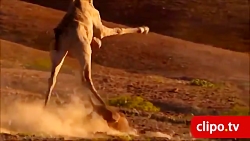 ده نبرد عجیب حیوانات