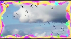 کلیپ  مهاجرت زمستانی پرندگان