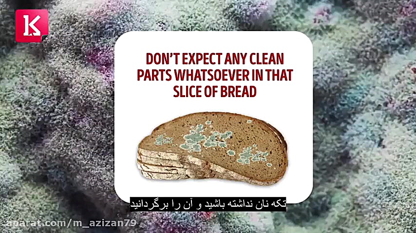 اگر نان کپک زده بخورید چه خواهد شد ترانه علیدوستی