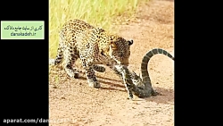 وقتی پلنگ سوسمار و آفتاب پرست...