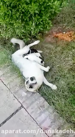 شیر خوردن توله سگ های ولگرد از...