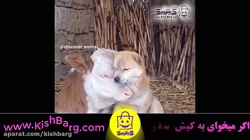 پوستر بزرگ