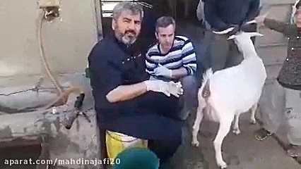 آموزش سیدر گذاری توسط استاد نوریان سرور عزیز دندانپزشکی کودکان