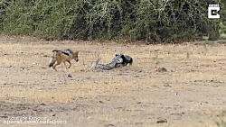 جنگ مار پیتون و شغال و گورکن ه...