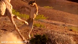 مستند ده مبارزه مرگبار حیوانات...