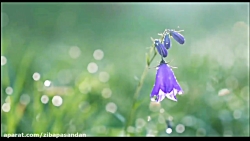 حافظ شیرازی  غزل شماره 105