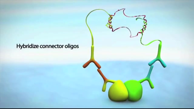 Proximity ligation assay رونالدینیو