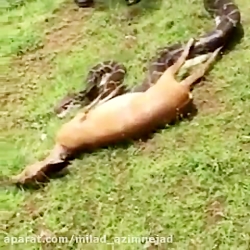 خوردن آهو توسط مار پیتون چقدر...