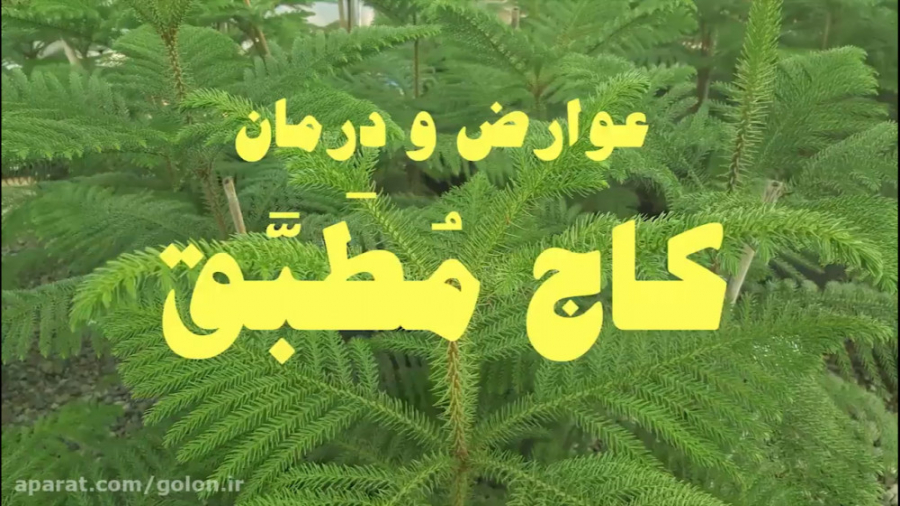 مشکلات و بیماری‌های احتمالی کاج مطبق پلتفرم ارگانوئید انسانی