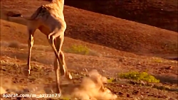 مستند ده مبارزه مرگبار حیوانات...