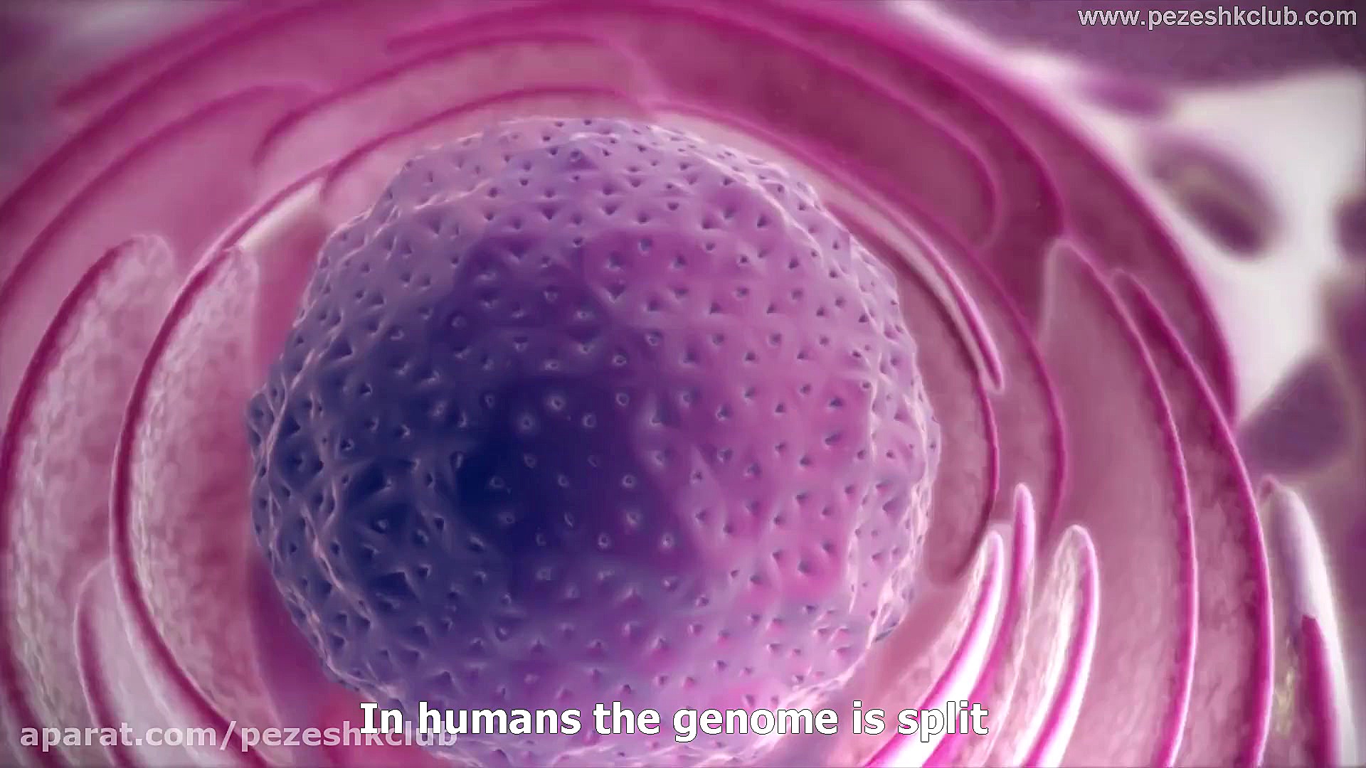 From DNA to protein زاویه سازی صورت