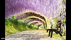 موسیقی محلی شیرازی شیرین نی نو...