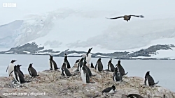 شکار شدن جوجه پنگوئن توسط قاپو...