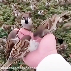 زمستان پرندگان را دریابید