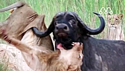 به آسمان پرتاب کردن سلطان جنگل...