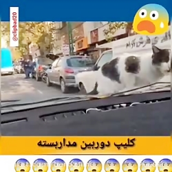 راز بقایی که به گوشی قاپی منجر...