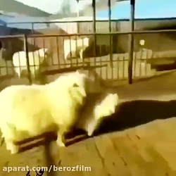 بروسلی وارد میشود