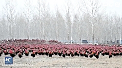 جوجه هایی که مرد چینی را معروف...