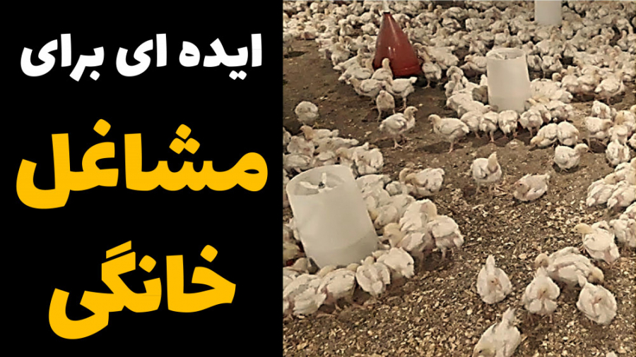 پرورش مرغ گوشتی در سالن های کوچک، ایده ای برای مشاغل خانگی دکتر محمد مهدی عبدالهی (دامپزشک)