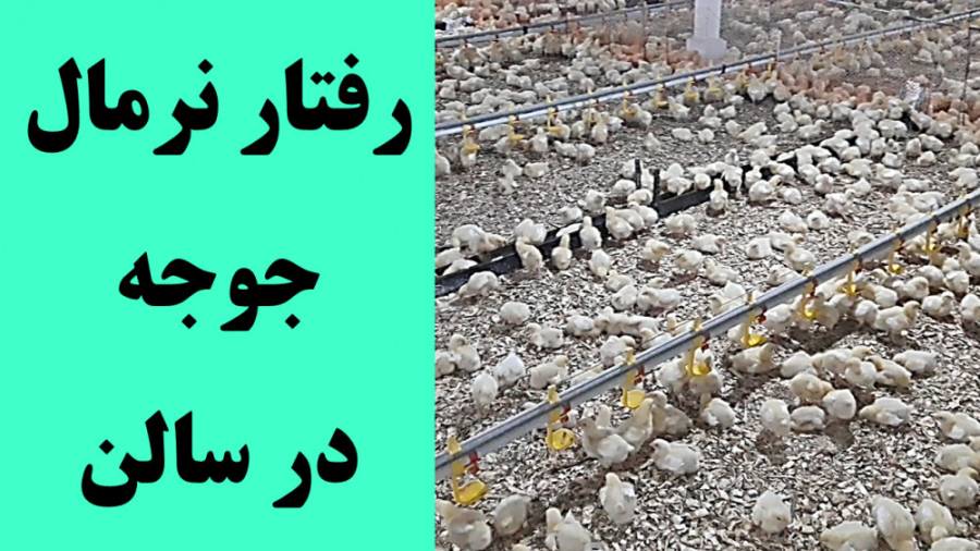 جوجه گوشتی با رفتار استاندارد در سالن پرورش مرغ گوشتی دکتر محمد مهدی عبدالهی (دامپزشک)