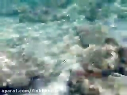 ماهی گوازیم عرب: Scolopsis gha...