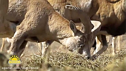 نذر حیات وحش 1397 مهسان