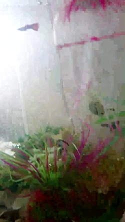 آکواریوم ماهی های آب شیرین من