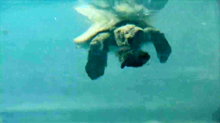 مستند(سفر شگفت انگیز لاک پشت)Turtle: The Incredible Journey 2009دوبله فارسی زمان4426ثانیه